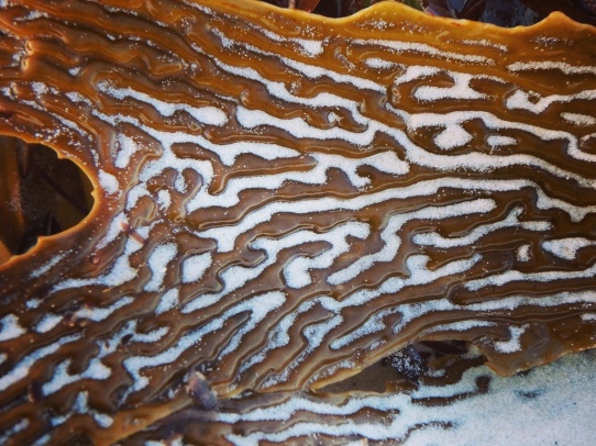 Sea kelp, Fowlers Bay, South Australia