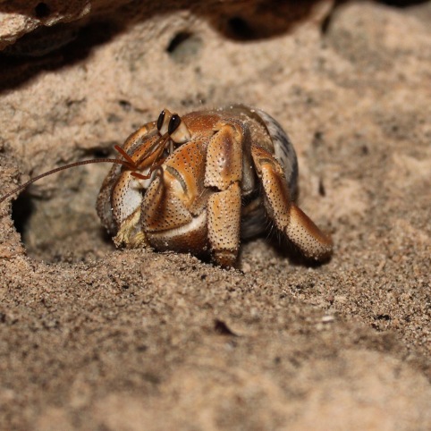 Hermit crab at Willie Creek Pearl Farm, Western Australia