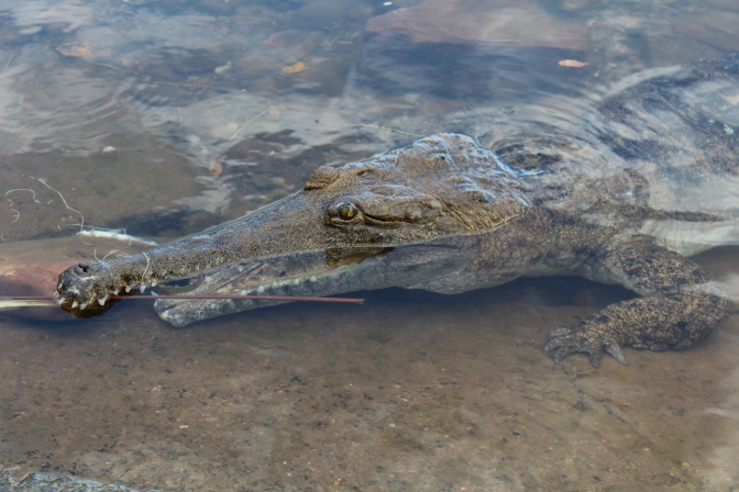 Freshwater crocodile, Lake Kununurra, Western Australia